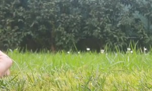 Hairdresser Practices His Craft During Quarantine