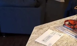 Doggy Stares Longingly at Chicken Strips