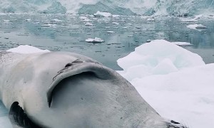 Seal Has a Satisfying Scratch While Sleeping