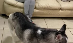 Husky Practices Social Distancing