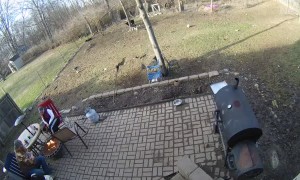 Rambunctious Doggos Knock Over Backyard Barbecue