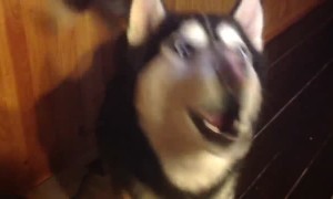 Husky Says, "I Love You"