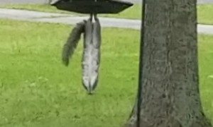 Squirrel does Acrobatic Feats To Get Food