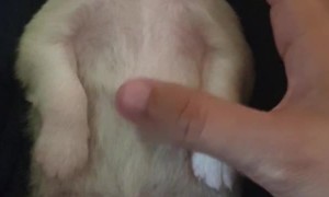 Newborn Puppy Enjoys Quarantine Naptime