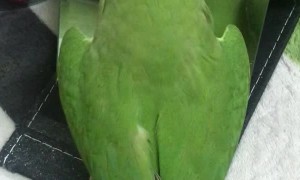 Cute Parrot Enjoys Dancing in the Mirror