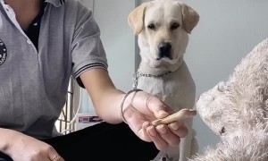 Girl Uses Teddy Bear to Get Doggo to Eat
