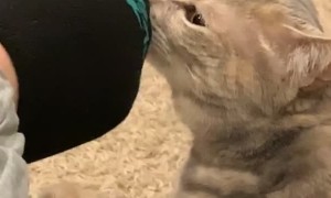 Cat Regrets Sniffing Foot