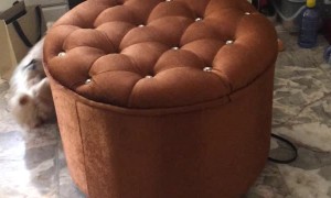 Doggo Chases Leash Around Furniture