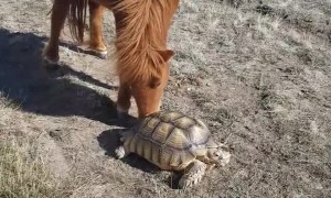 Tortoise and Pony are Pasture Buddies