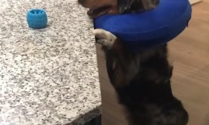 Mini Australian Shepherd just can't quite reach his favorite toy