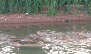 Group of Baby Capybaras Gather in Lake