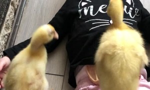 Baby Duck Stands on Top of a Laughing Toddler