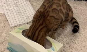 Cat Has a Heck of a Time Getting Unstuck from Tissue Box