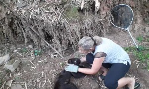 Baby Monkey Rescued and Returned to Family Group