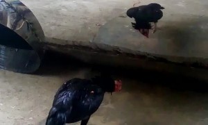 Cranky Chicken Fights Its Own Reflection