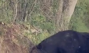 Bull Blocks Road to Scratch Itch