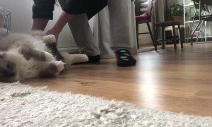 Kitty Likes Being Used as a Mop