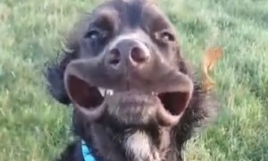 These adorable dog moments will brighten up your day