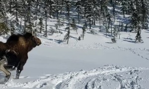 Rescuing a Moose Stuck in Deep Snow