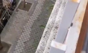 Responsible T-Rex Taking Out Trash During Covid-19