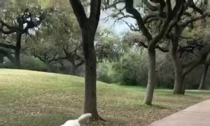 Golden Retrievers Love Laying in Mud
