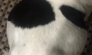 Funny Joke with French Bulldog