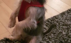 Proper Doggo Sits Upright for Treat