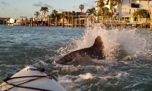 Dolphins Playing Next to Kayakers