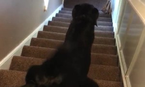 Dog Uses Unpleasant Technique to Get Down Stairs