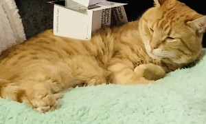 Curing Quarantine Boredom With Your Lazy Cat