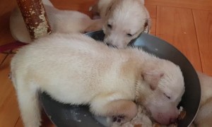 Tired Pup Falls Asleep in Food Bowl