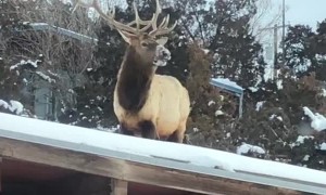 Elk Eating On Roof