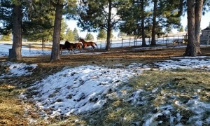 Daisy the Donkey Plays with Plastic