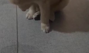 Sleepy Puppy Can't Hold Itself Up