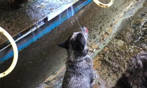 Cattle Dog Drinks Milk Straight From the Source