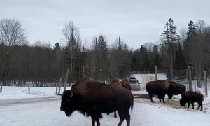 Bison Blocking the Way