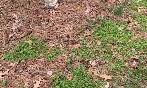 Horned Owlet Rescued for Renesting