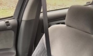 Even Opossums Have To Obey the Law