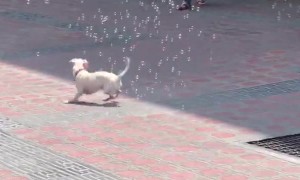 Puppy Playing with Soap Bubbles