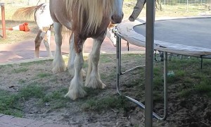 Stallion Assisting Kids Jumping on the Trampoline