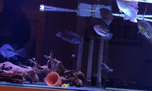 Fishing During Coronavirus Quarantine