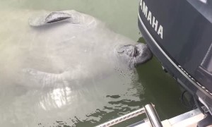 Manatee Enjoys Drinking Fountain From Boat Motor
