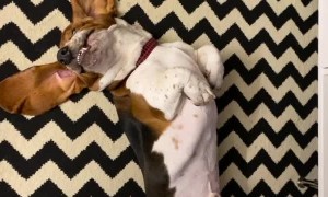 Dog's Silly Smile Lights up the Room