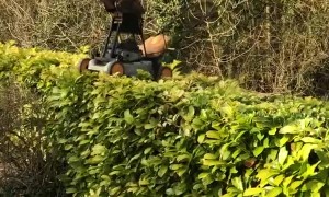 Creative Hedge Trimming During Quarantine