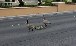 Geese Wandering Along the Las Vegas Strip