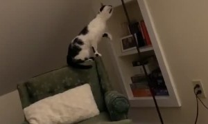 Cat Learns How to Turn on Lamp