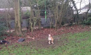 Crazy dog swings from a rope without touching the ground
