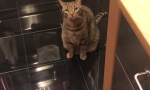 Curious Cat Gets Head Stuck in Treat Bin