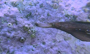 Ghost Pipefish Dances Around Rocks Under The Sea