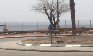 Mountain Goats Roaming Deserted Beach Walkway